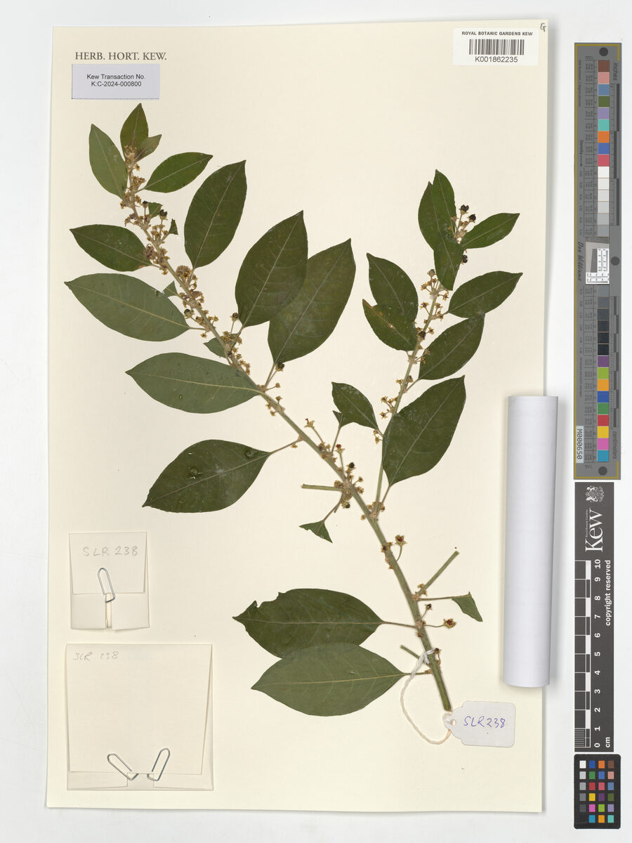 Peraceae