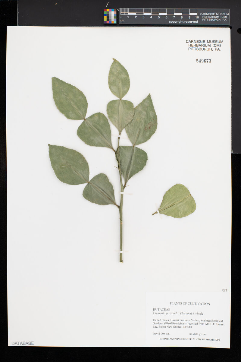 Clymenia polyandra (Clymenia) — photo