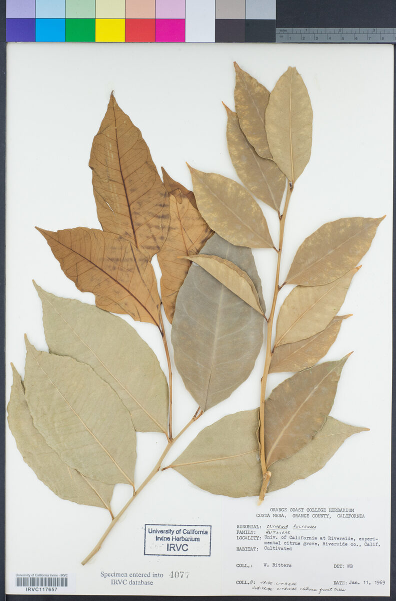 Clymenia polyandra