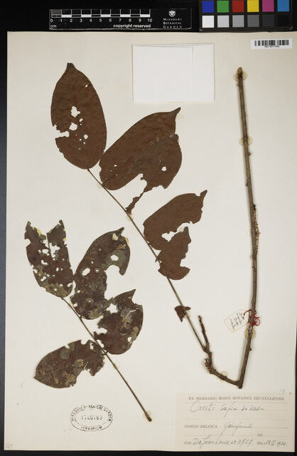 Cnestis sapinii — photo
