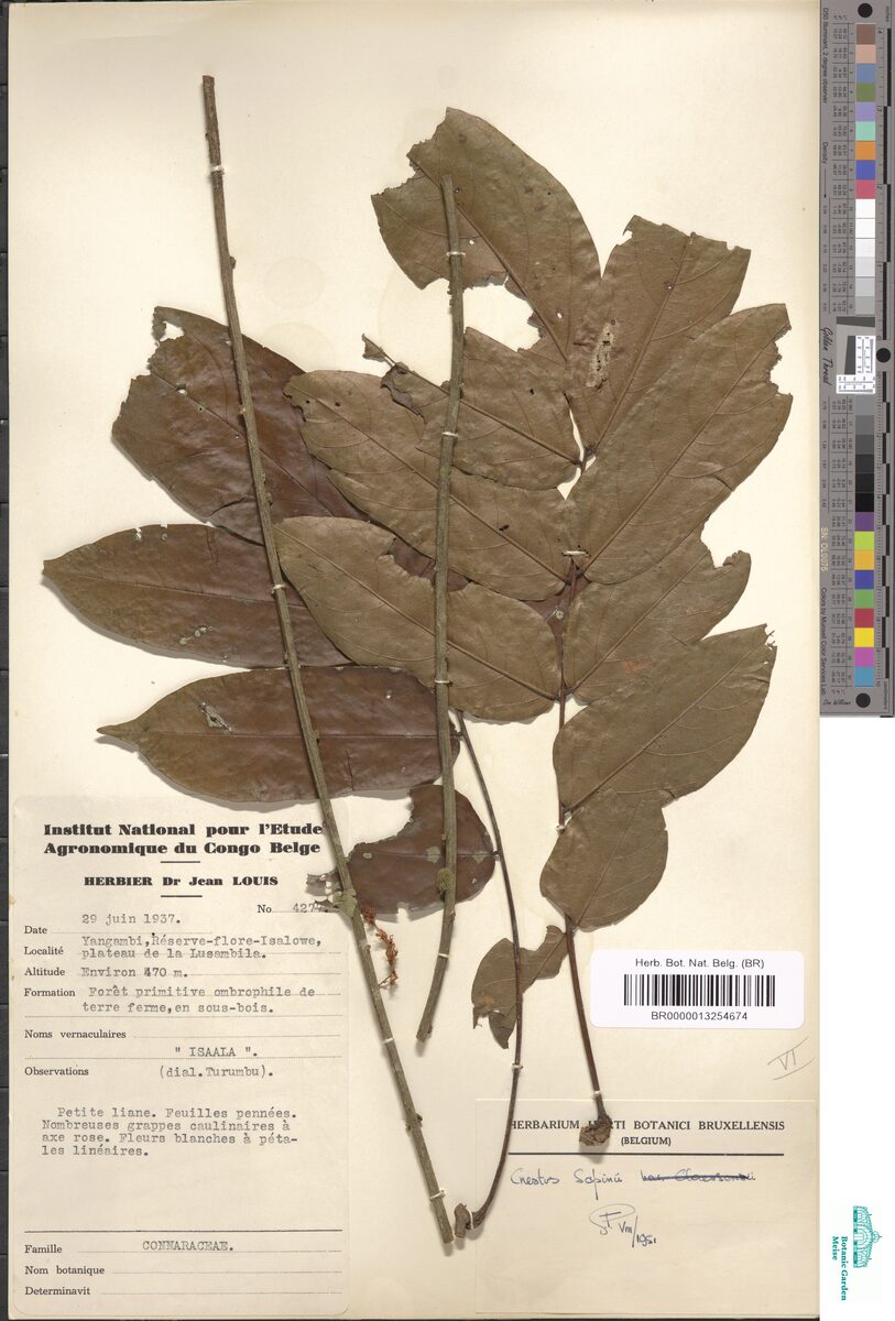 Cnestis sapinii