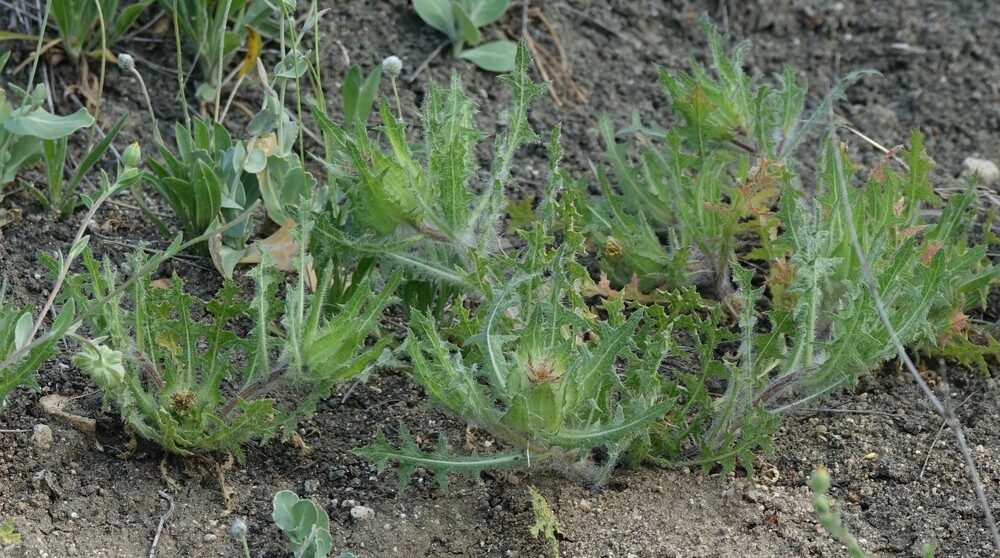 Cnicus benedictus (Blessed Thistle) — photo