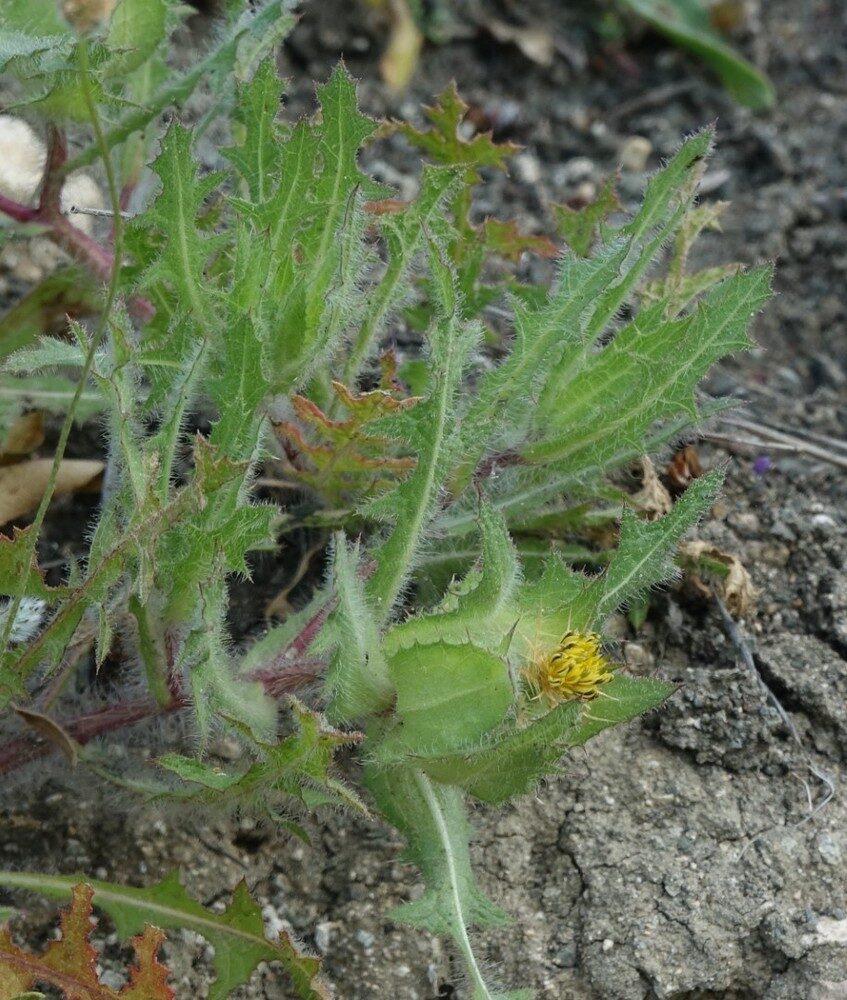 Cnicus benedictus (Blessed Thistle) — photo