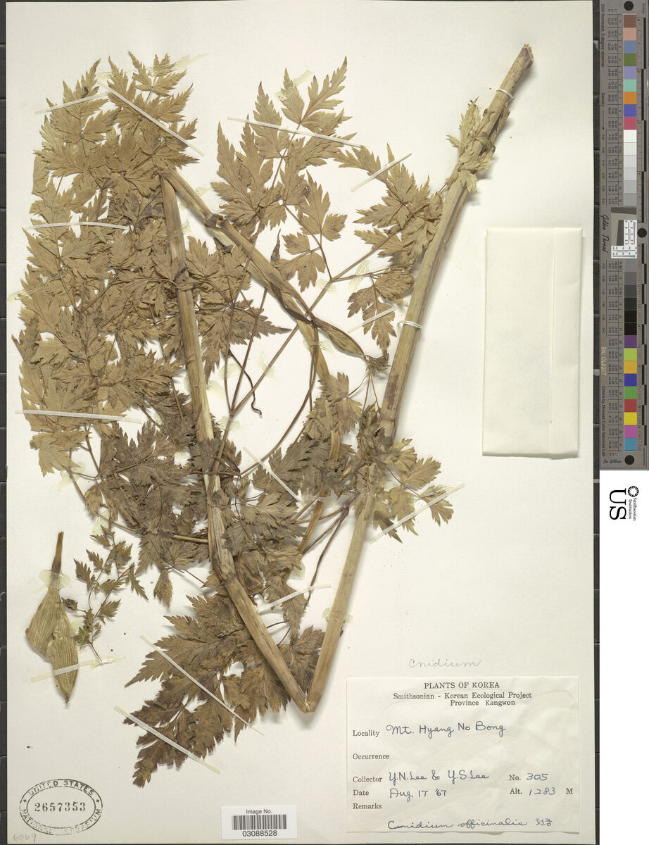 Cnidium officinale — photo