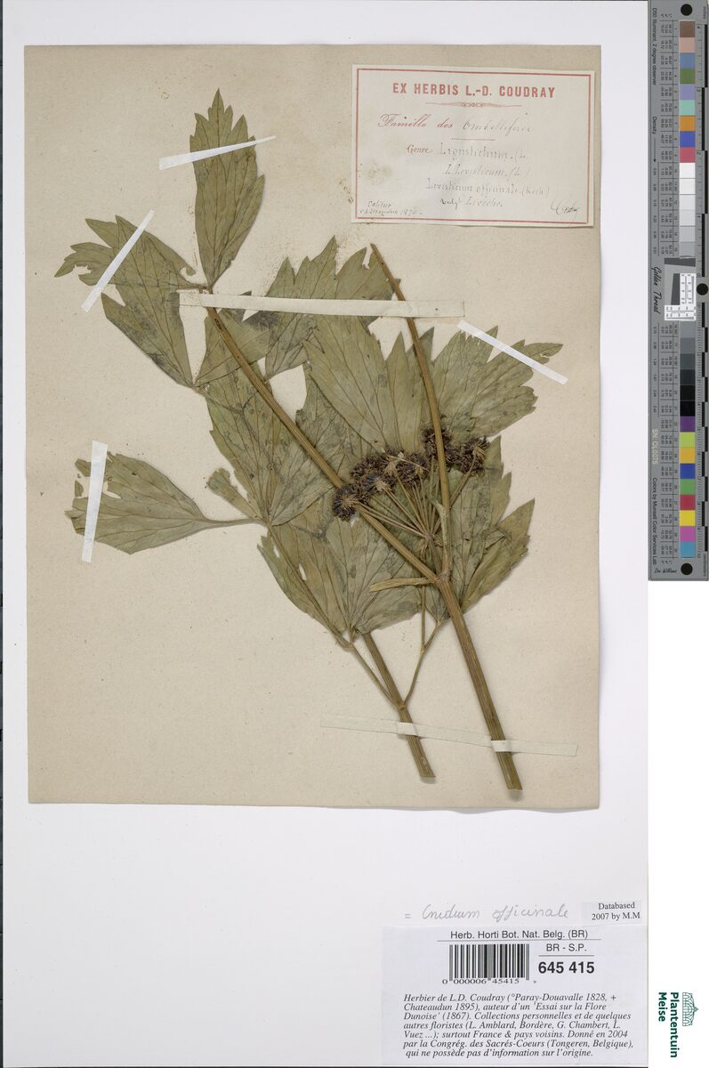 Cnidium officinale
