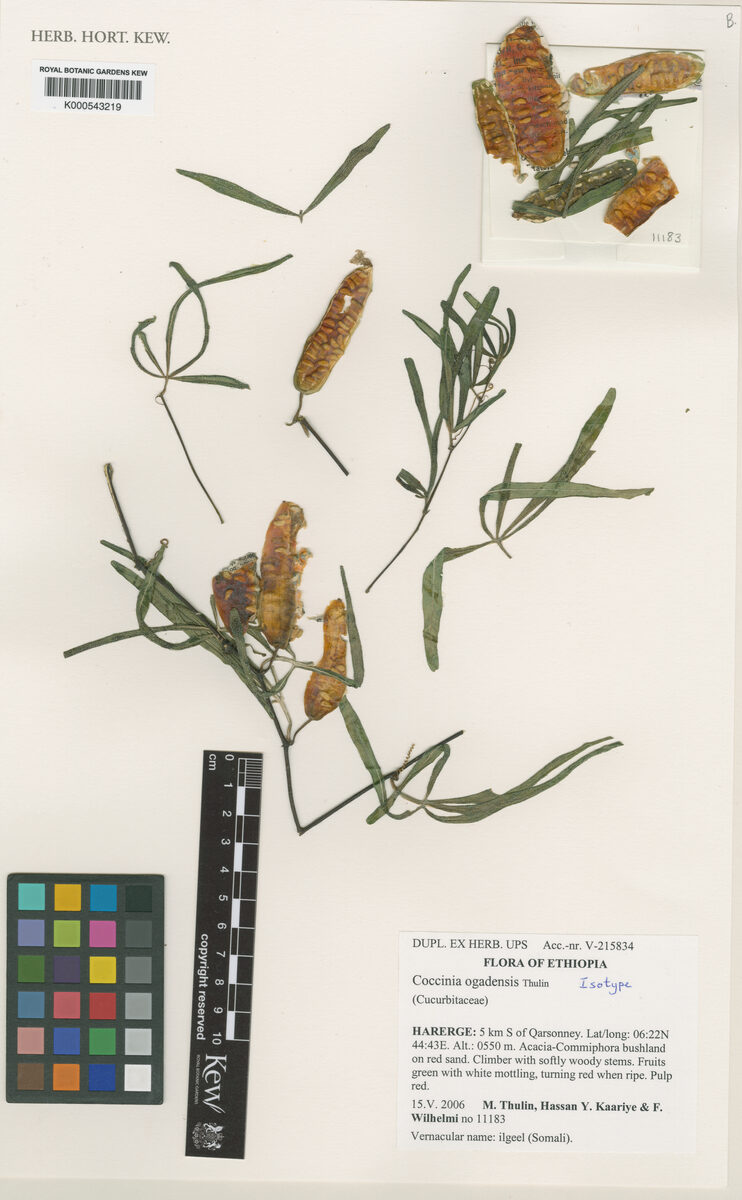 Coccinia ogadensis
