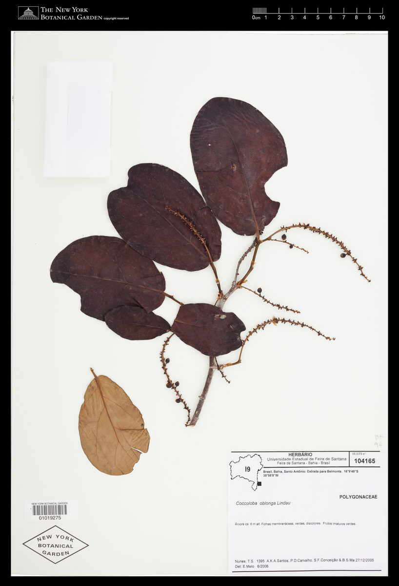 Coccoloba cruegeri