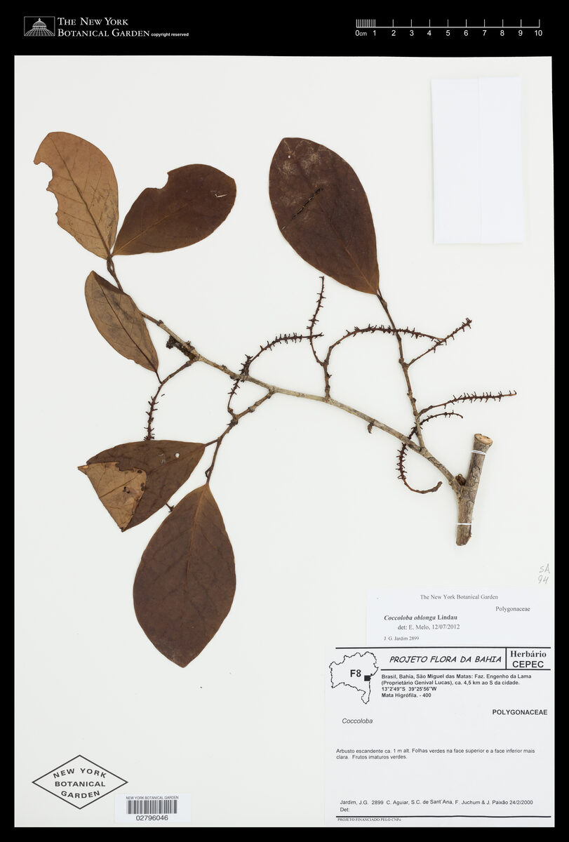 Coccoloba cruegeri — photo