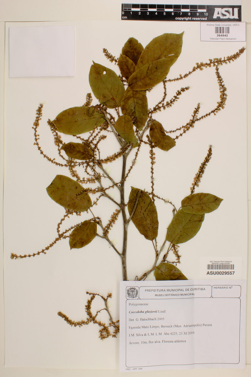 Coccoloba glaziovii (Acacuba) — photo
