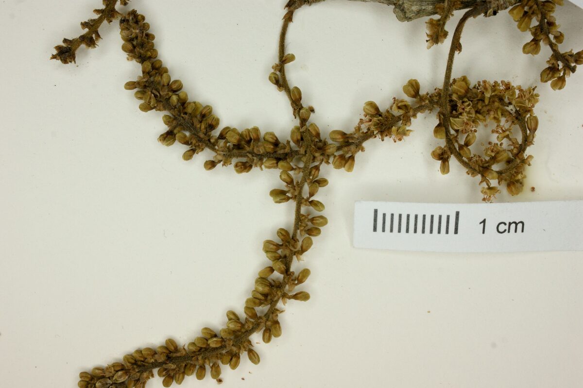 Coccoloba glaziovii