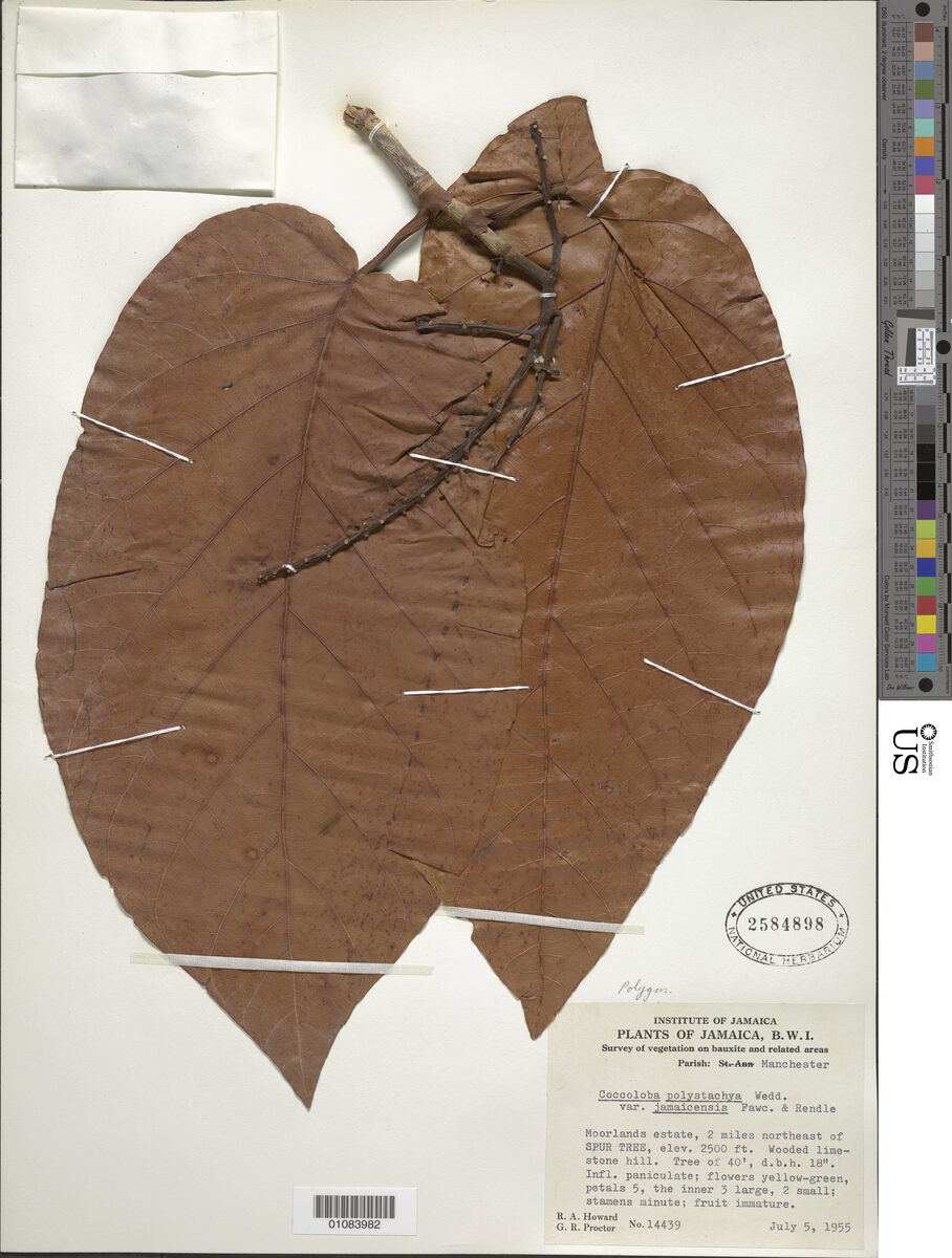 Coccoloba plumieri (Mountain grape) — photo