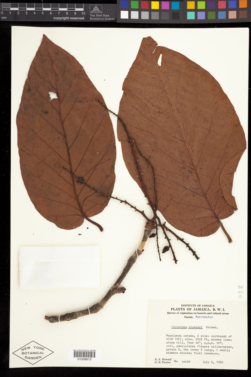 Coccoloba plumieri (Mountain grape) — photo