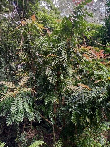 Coccoloba plumieri