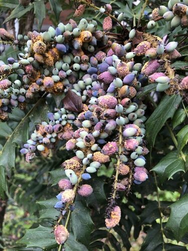 Coccoloba plumieri (Mountain grape) — photo