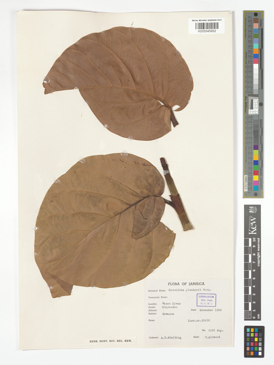 Coccoloba plumieri (Mountain grape) — photo