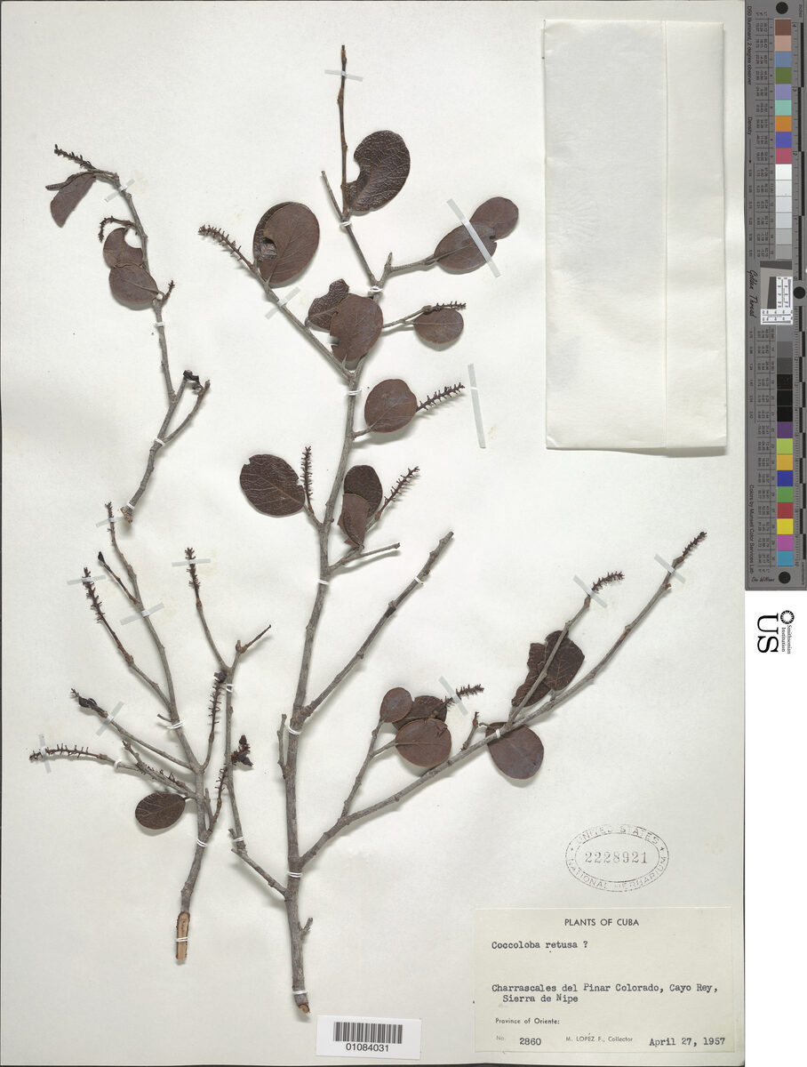 Coccoloba retusa (Retuse grape) — photo