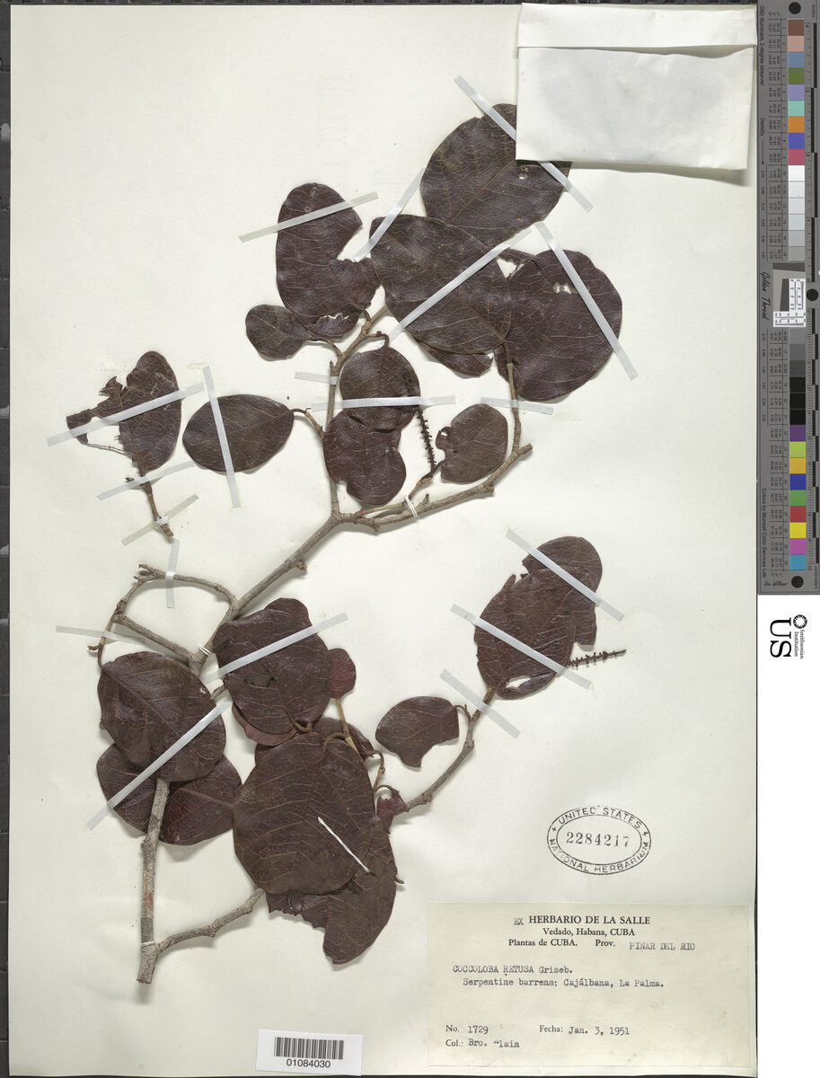 Coccoloba retusa (Retuse grape) — photo
