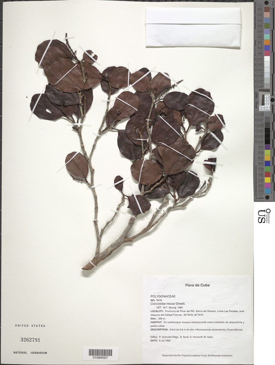 Coccoloba retusa