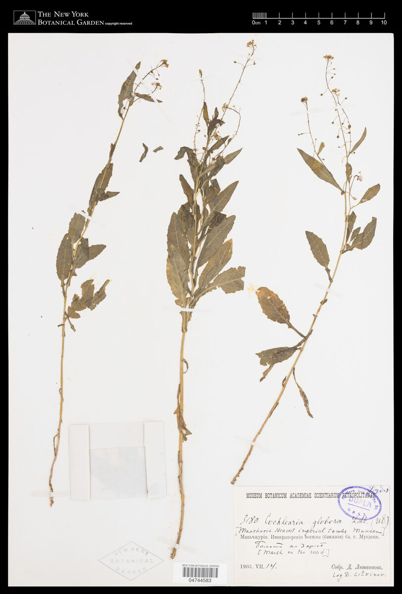 Cochlearia globosa — photo