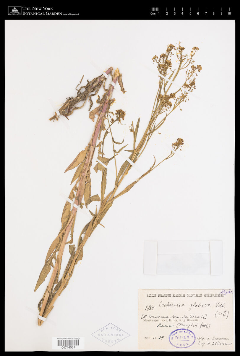 Cochlearia globosa — photo