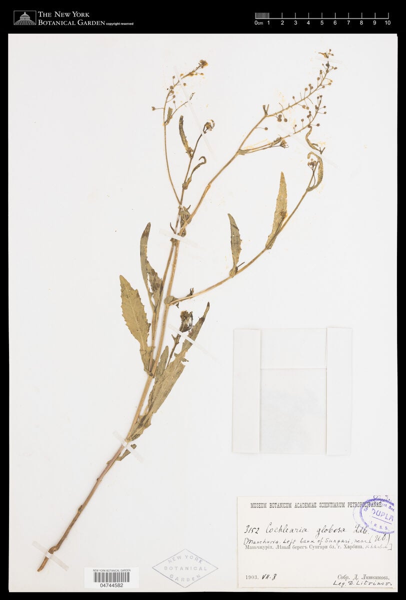 Cochlearia globosa