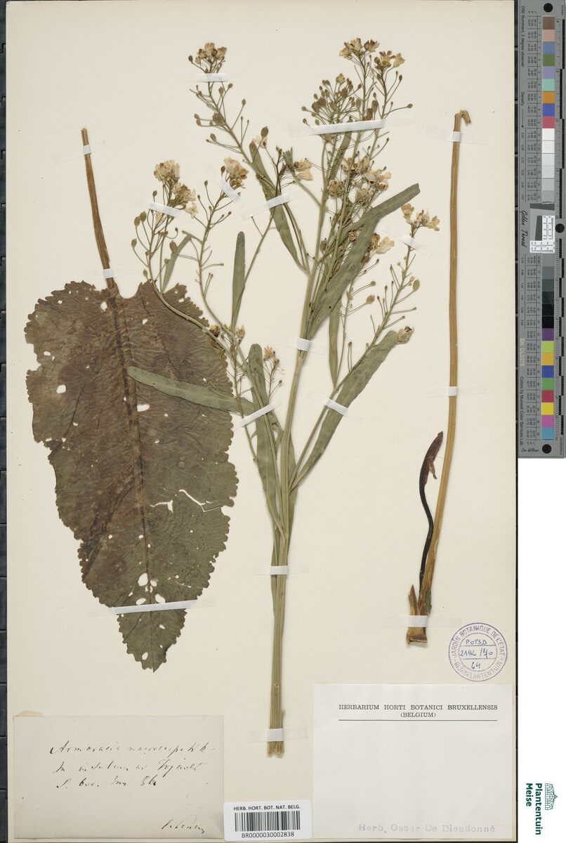 Cochlearia macrocarpa — photo