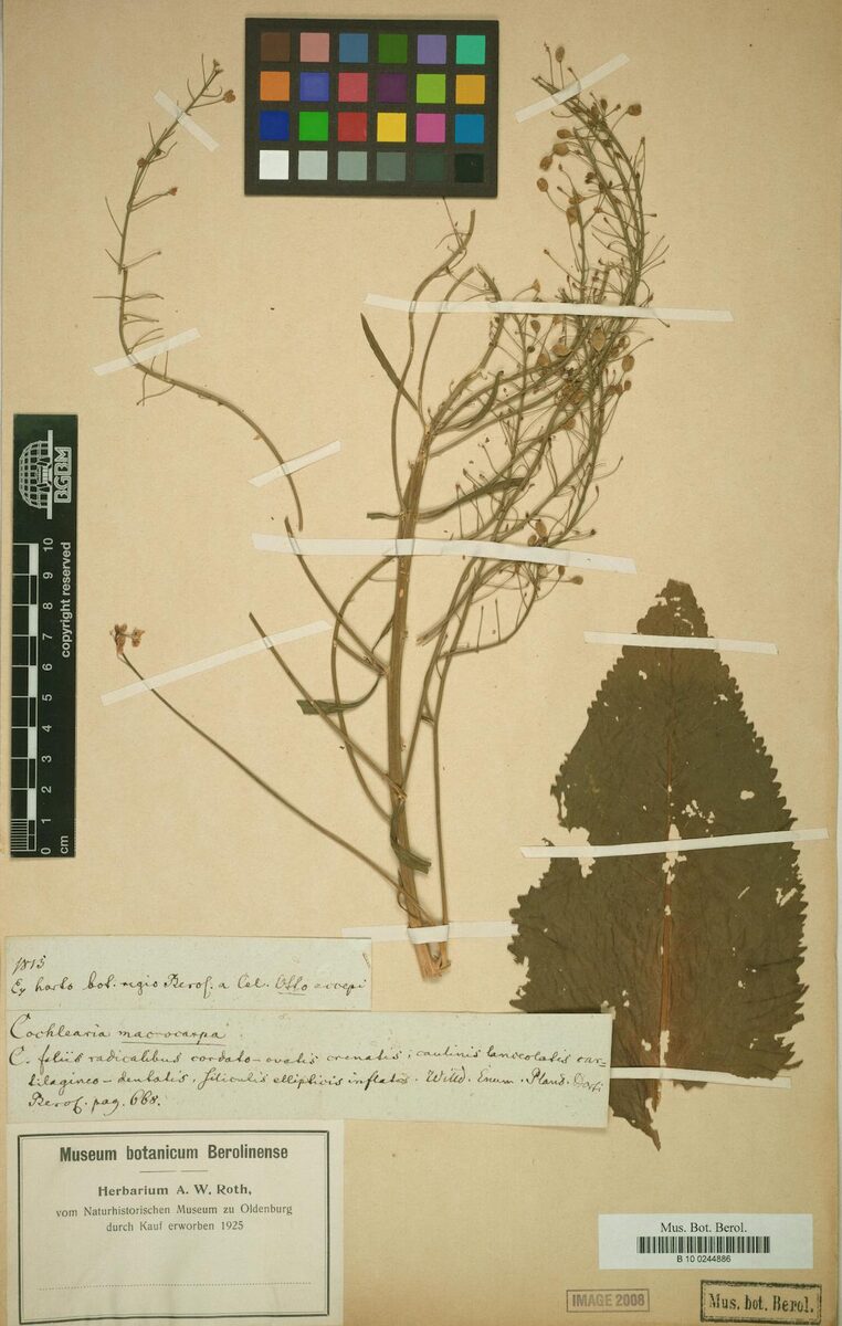 Cochlearia macrocarpa — photo