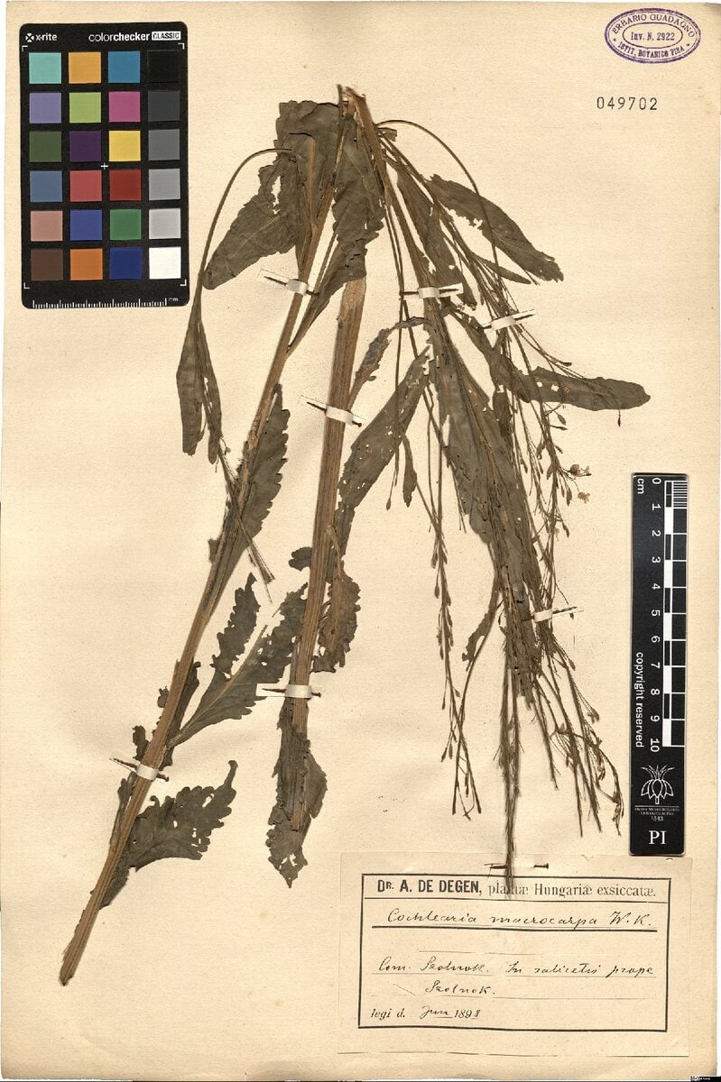 Cochlearia macrocarpa