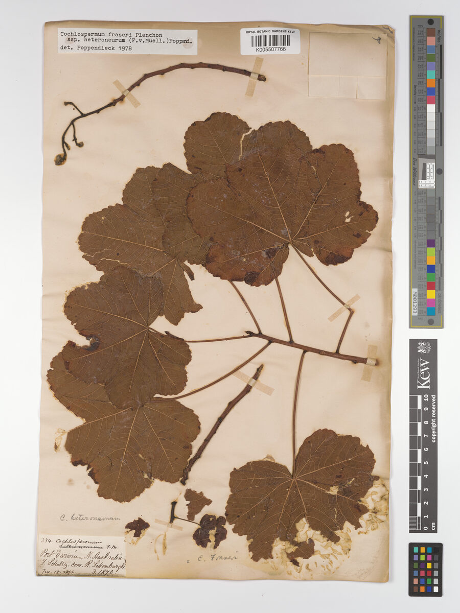 Cochlospermum fraseri subsp. heteroneurum (Kapok Tree) — photo