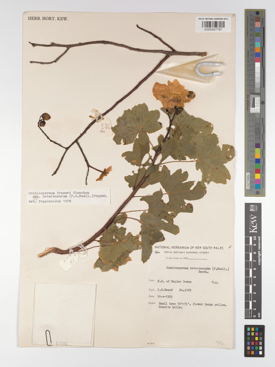 Cochlospermum fraseri subsp. heteroneurum
