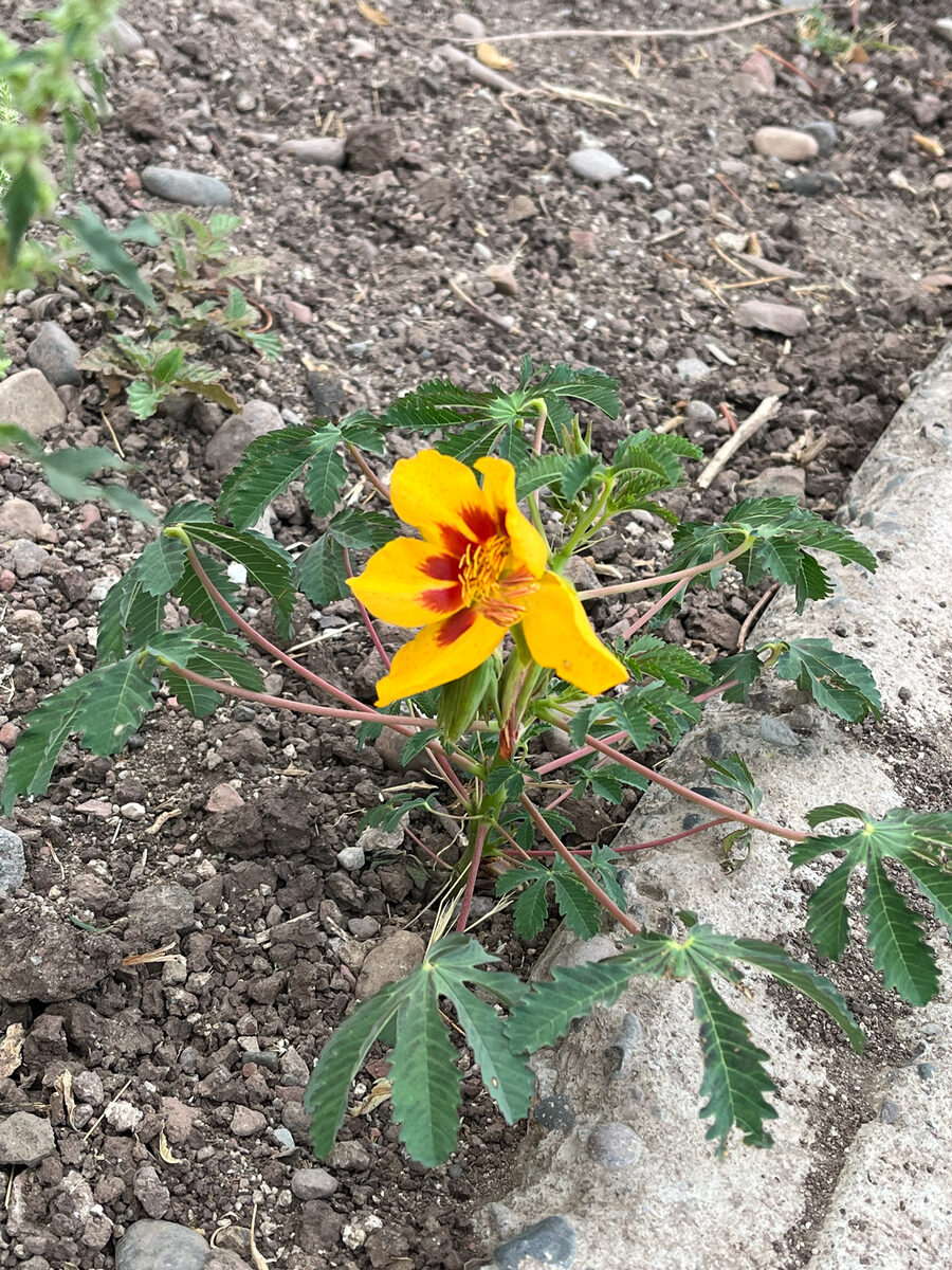 Cochlospermum palmatifidum - (DC.) Byng & Christenh. (Arizona Yellowshow) — photo