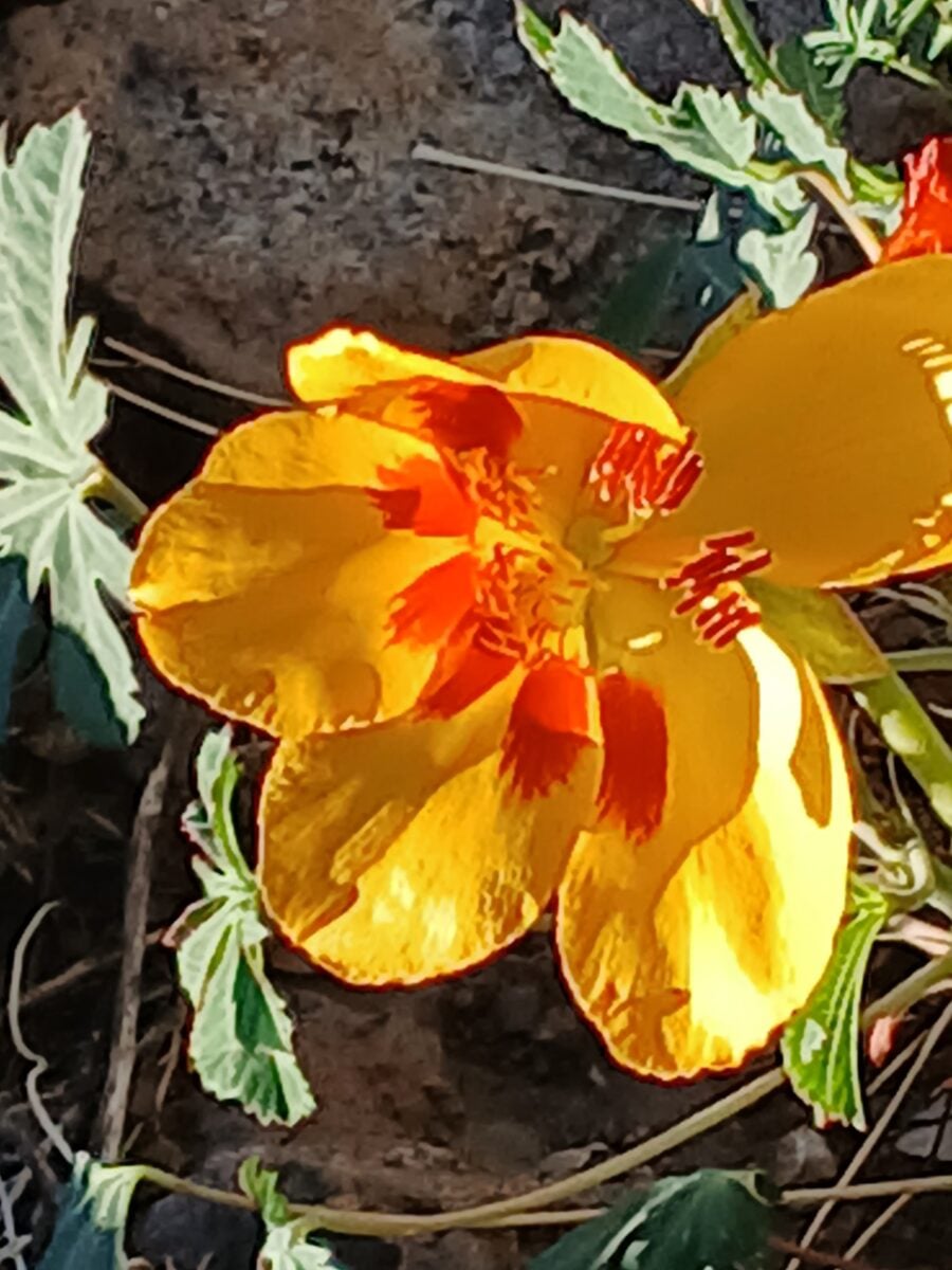 Cochlospermum palmatifidum - (DC.) Byng & Christenh. (Arizona Yellowshow) — photo