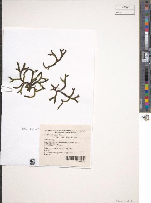Codium bulbopilum — photo