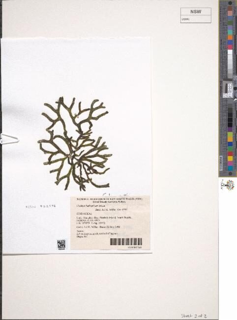 Codium bulbopilum — photo