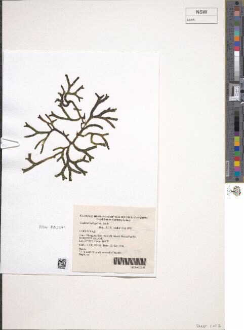 Codium bulbopilum