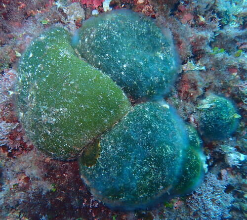 Codium bursa — photo