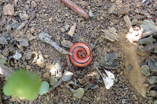 Codium geppiorum (Sagati) — photo