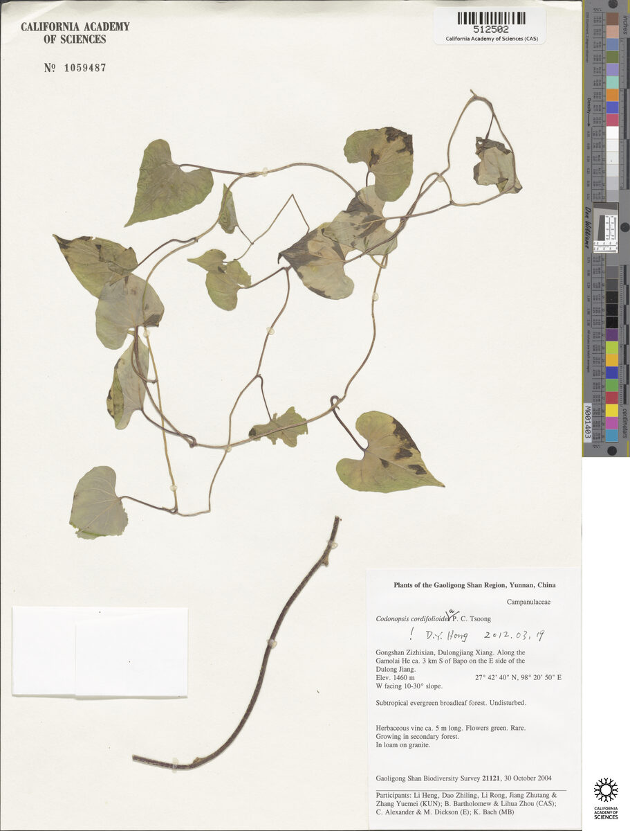Codonopsis cordifolioidea — photo