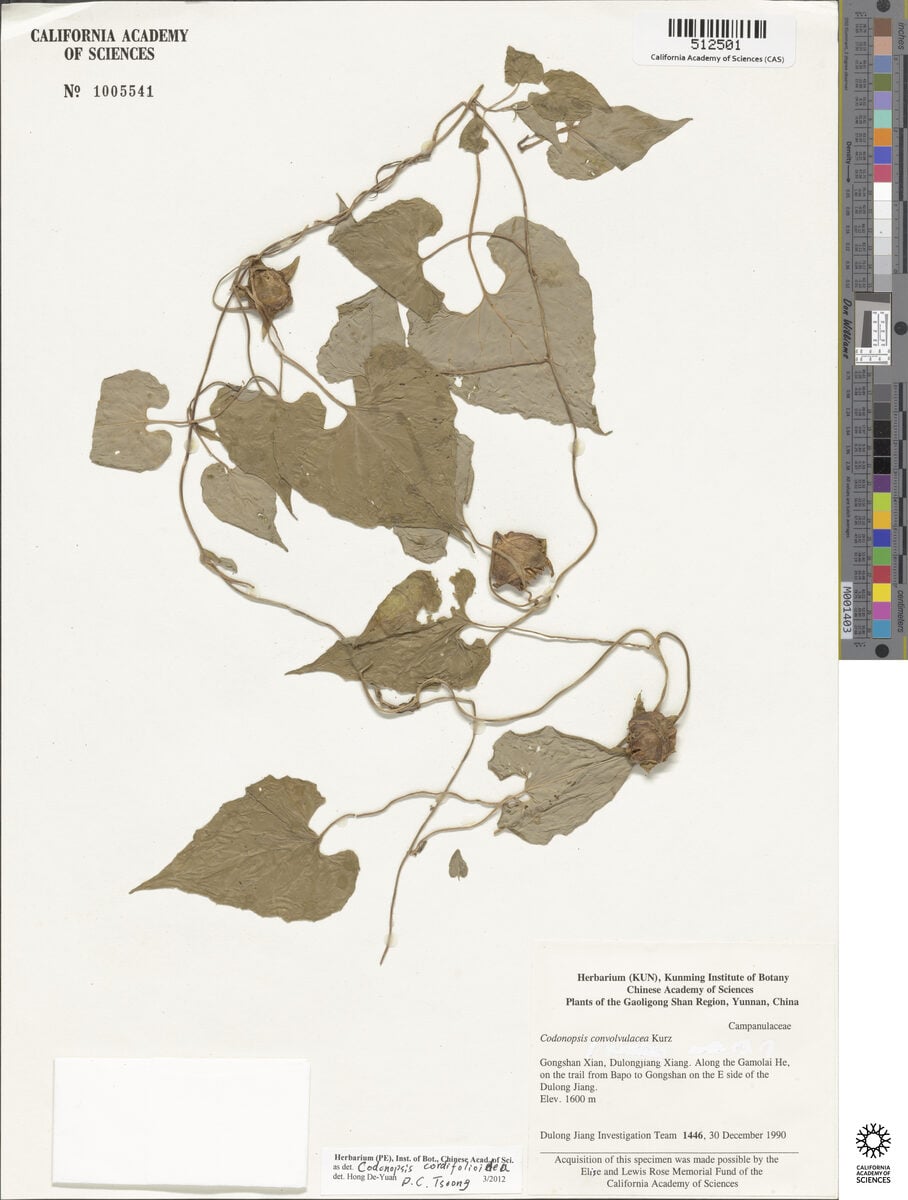 Codonopsis cordifolioidea — photo