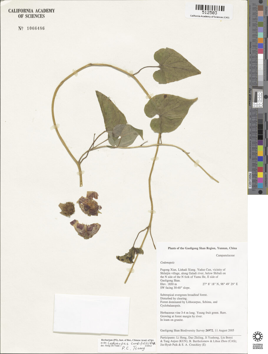 Codonopsis cordifolioidea