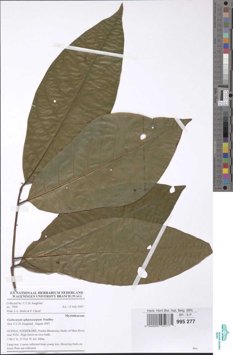 Coelocaryon sphaerocarpum (Wild nutmeg) — photo