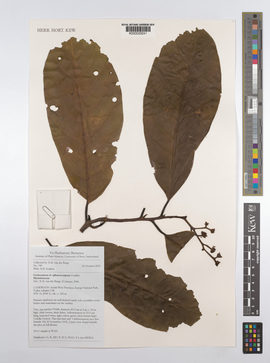 Coelocaryon sphaerocarpum (Wild nutmeg) — photo