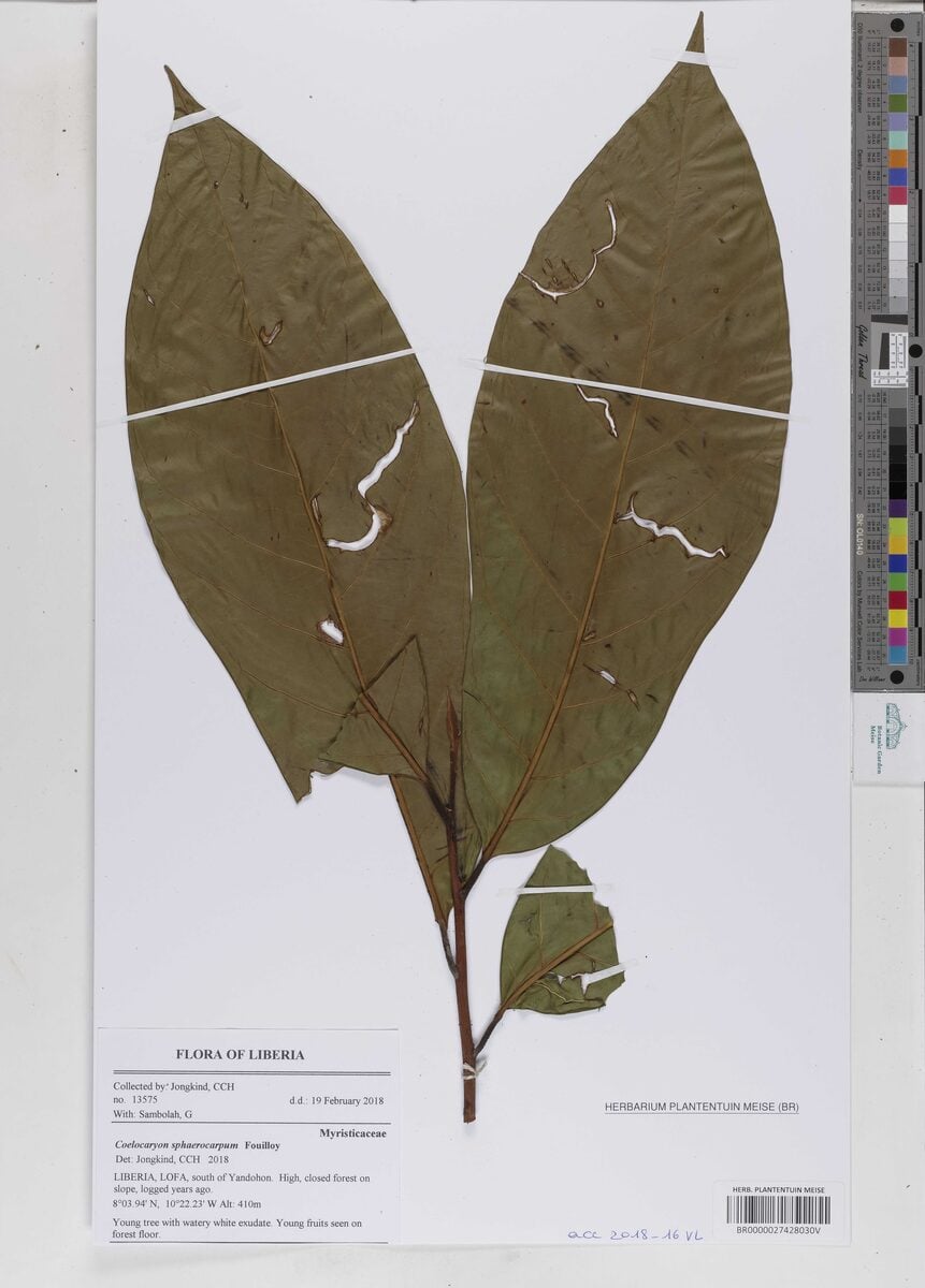 Coelocaryon sphaerocarpum