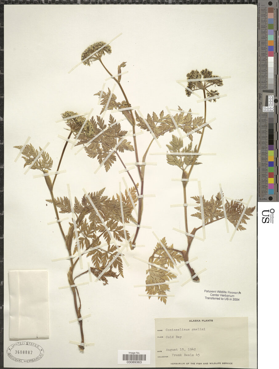 Coelopleurum gmelini - (DC.)Ledeb. — photo