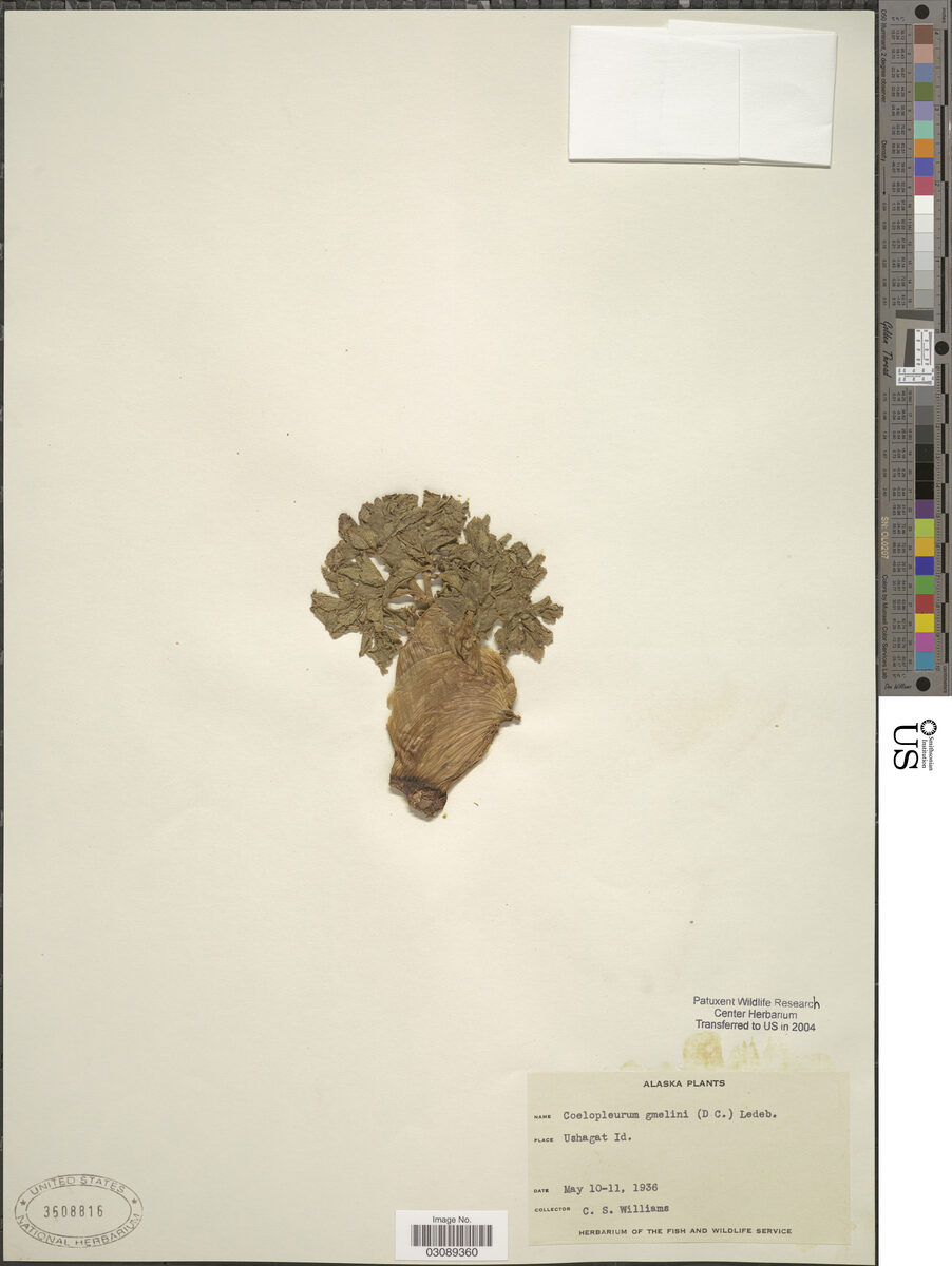 Coelopleurum gmelini - (DC.)Ledeb. — photo