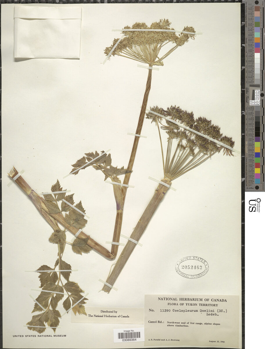 Coelopleurum gmelini - (DC.)Ledeb.