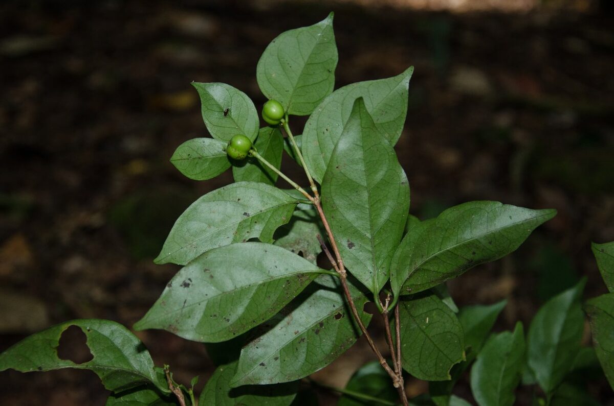 Coffea ebracteolata — photo