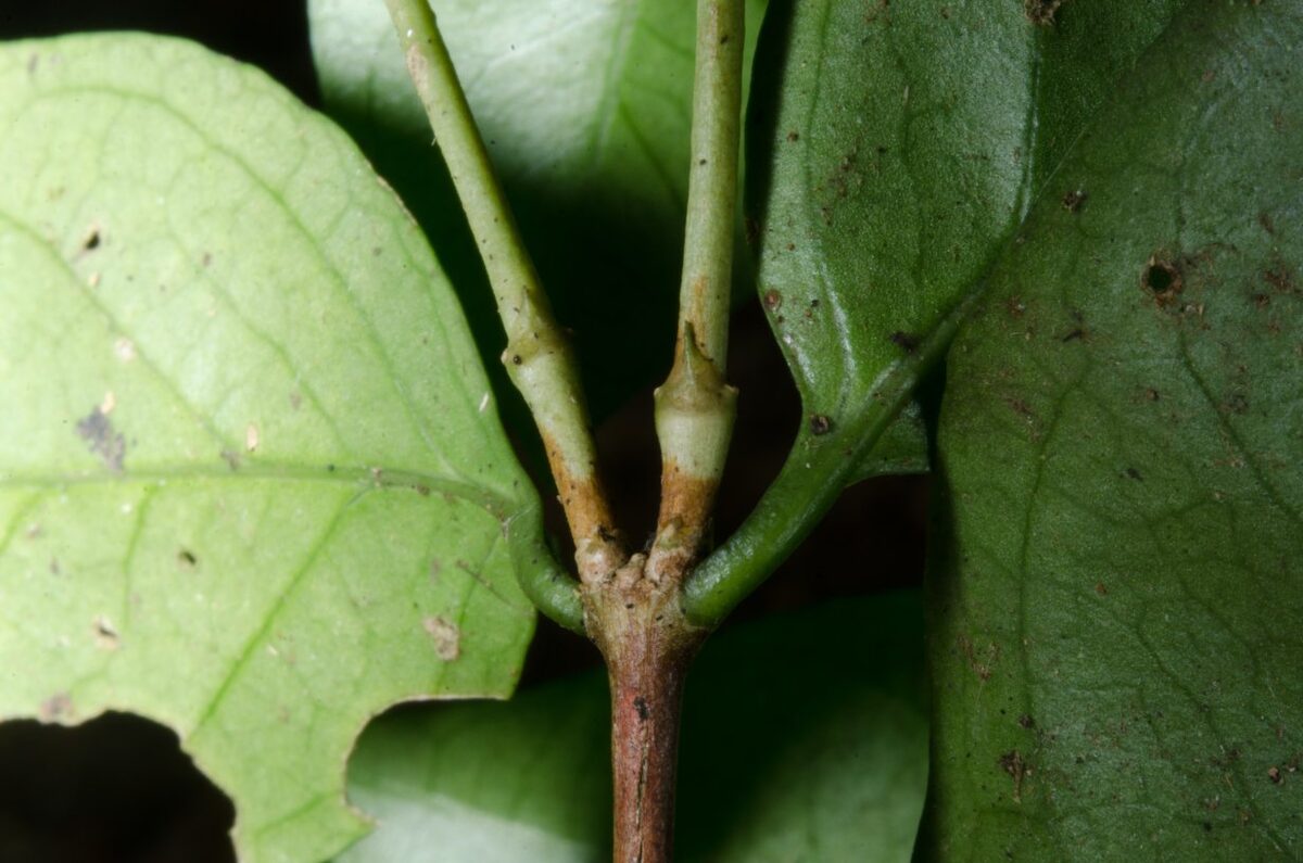 Coffea ebracteolata — photo