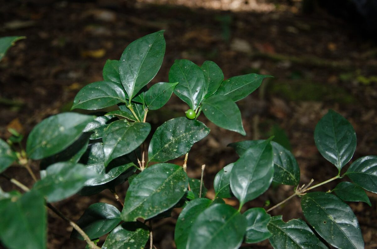 Coffea ebracteolata