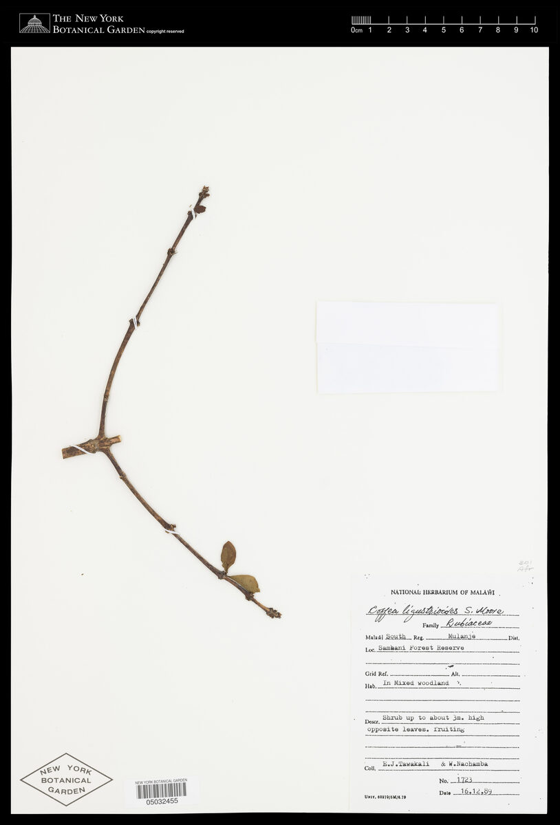 Coffea ligustroides (Wild coffee) — photo